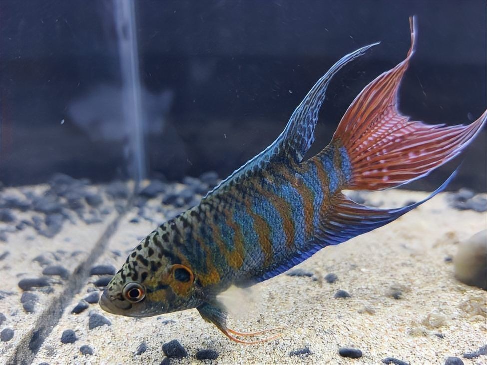 河里撈的圓尾斗魚能活嗎，野生圓尾斗魚捕撈后能否成功