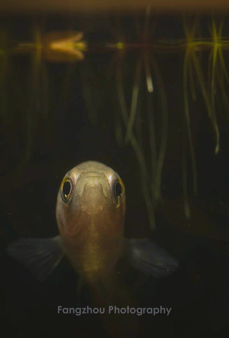 河里撈的圓尾斗魚能活嗎，野生圓尾斗魚捕撈后能否成功