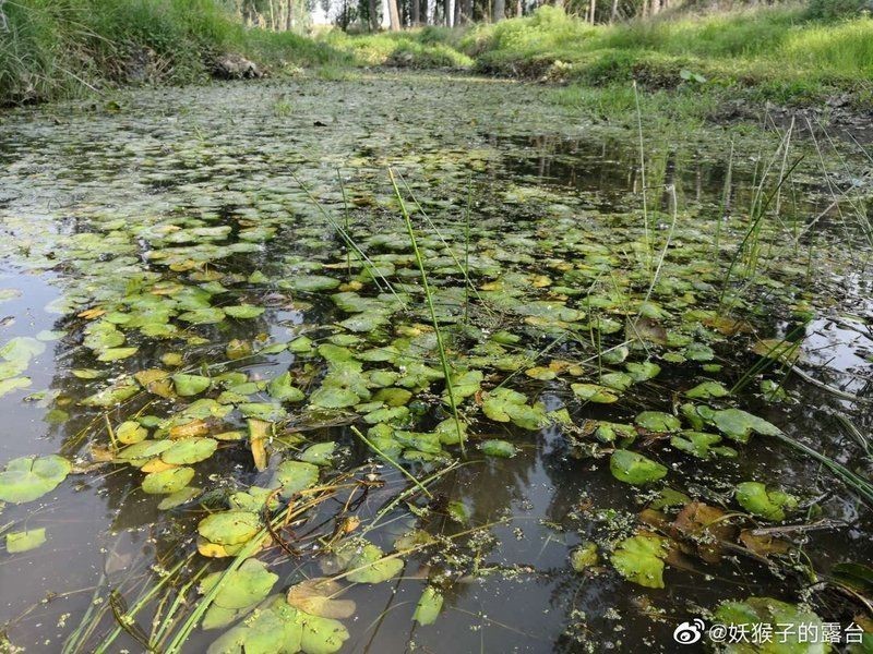 河里撈的圓尾斗魚能活嗎，野生圓尾斗魚捕撈后能否成功