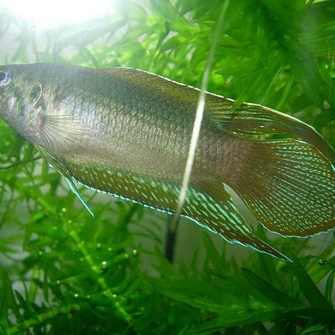 河里撈的圓尾斗魚能活嗎，野生圓尾斗魚捕撈后能否成功