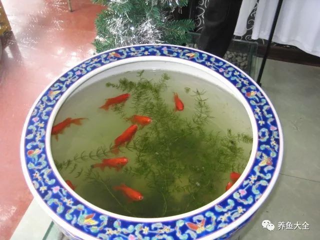 埋葬魚最忌諱十件事，葬魚十大禁忌，萬萬