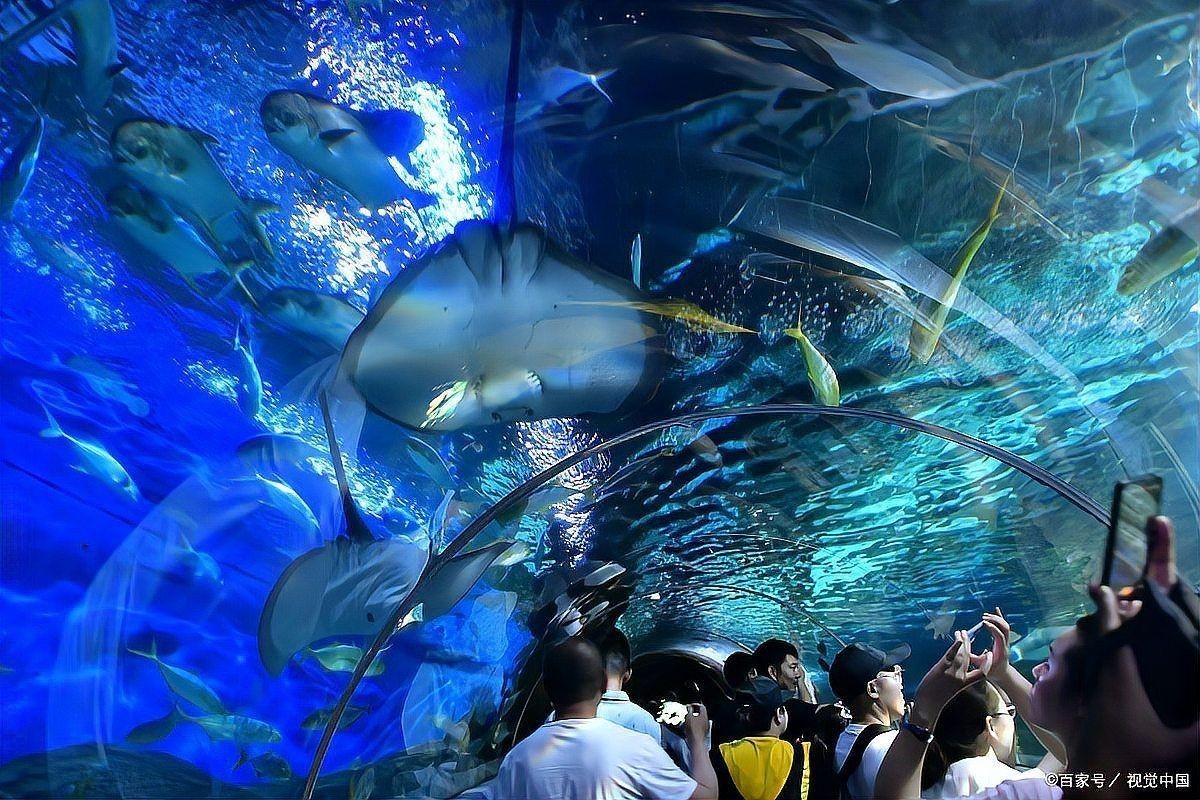 國內最好的海洋公園，國內頂級海洋公園TOP榜，這些寶藏級海景樂園