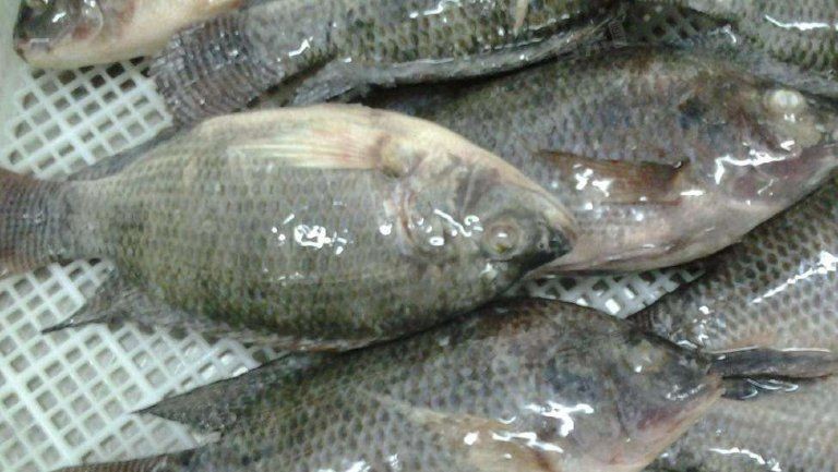 國家為什么禁止吃羅非魚，國家明令禁止食用羅非魚？背后真相與科學依據深度