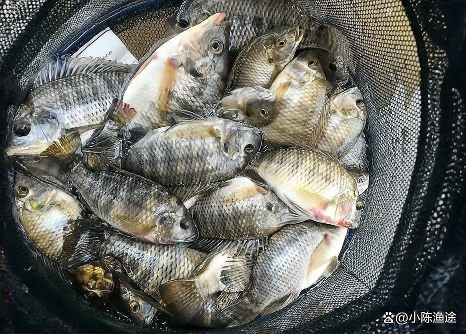 雷龍魚能和虎魚混養么視頻教程大全（雷龍魚可以和虎斑恐龍混養嗎） 雷龍魚能和虎魚混養么視頻教程大全（雷龍魚可以和虎斑恐龍混養嗎） 虎魚百科 第1張