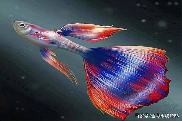 紅龍魚一生認幾個主人，紅龍魚一生究竟能認幾位主人 紅龍魚一生認幾個主人，紅龍魚一生究竟能認幾位主人 龍魚百科 第1張