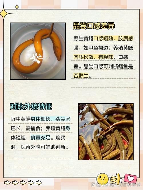 和尚魚和黃鱔圖片對(duì)比，和尚魚VS黃鱔高清圖鑒，外形