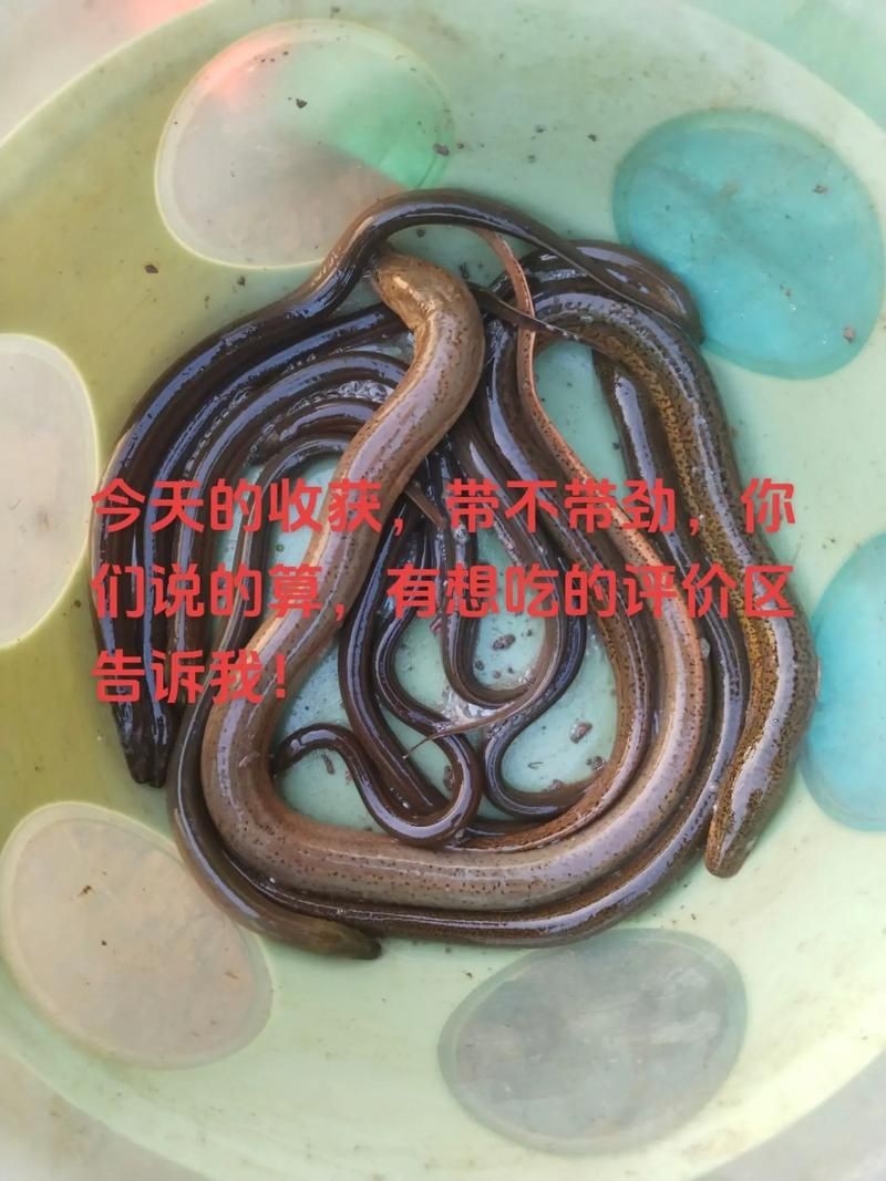 和尚魚和黃鱔圖片對(duì)比，和尚魚VS黃鱔高清圖鑒，外形