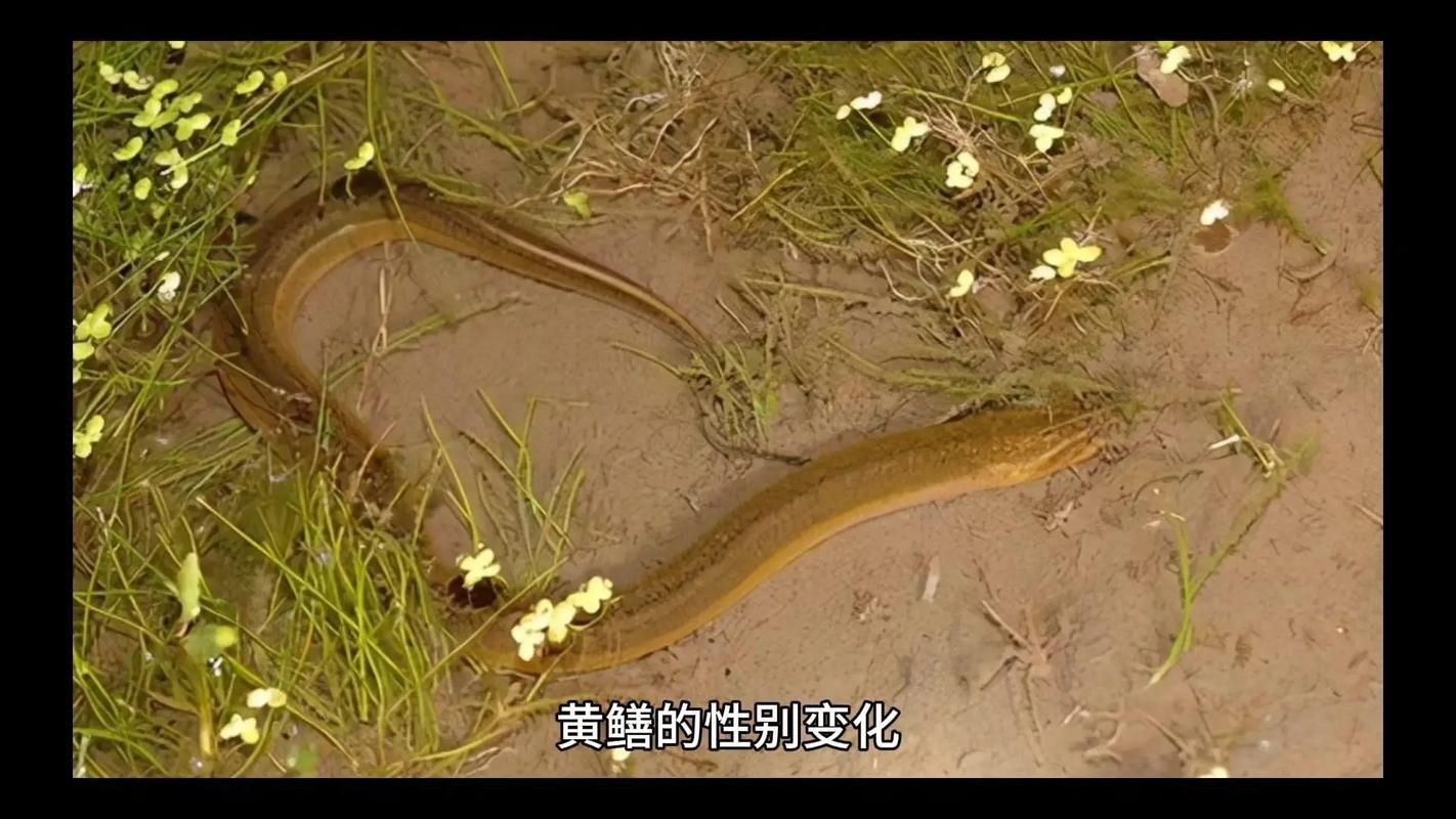 和尚魚和黃鱔圖片對(duì)比，和尚魚VS黃鱔高清圖鑒，外形