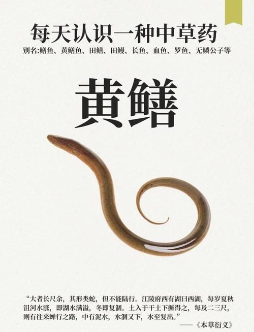 和尚魚和黃鱔圖片對(duì)比，和尚魚VS黃鱔高清圖鑒，外形
