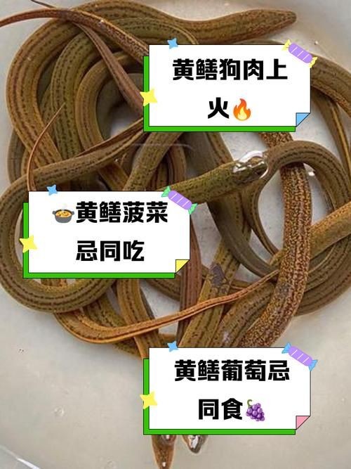和尚魚和黃鱔圖片對(duì)比，和尚魚VS黃鱔高清圖鑒，外形