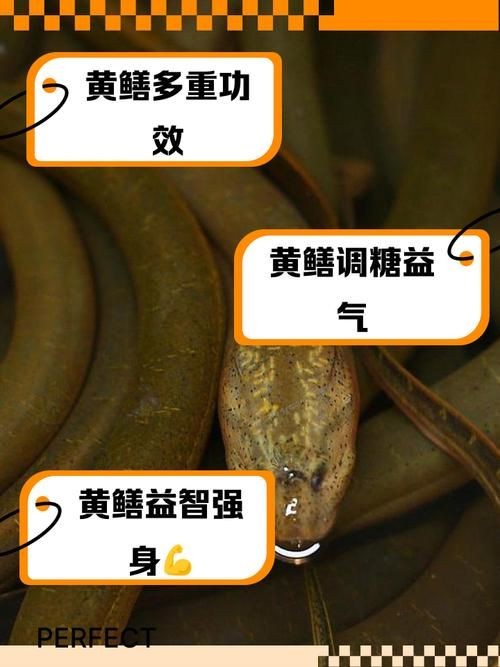 和尚魚和黃鱔圖片對(duì)比，和尚魚VS黃鱔高清圖鑒，外形