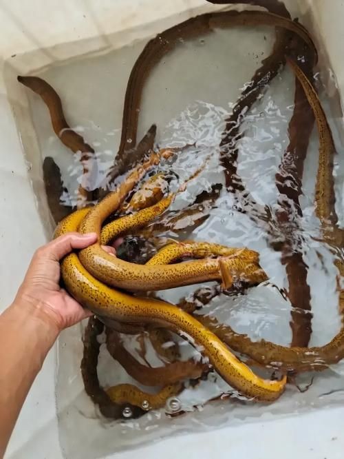 和尚魚和黃鱔圖片對(duì)比，和尚魚VS黃鱔高清圖鑒，外形