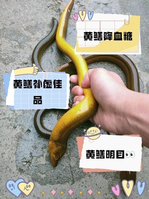 和尚魚和黃鱔圖片對(duì)比，和尚魚VS黃鱔高清圖鑒，外形