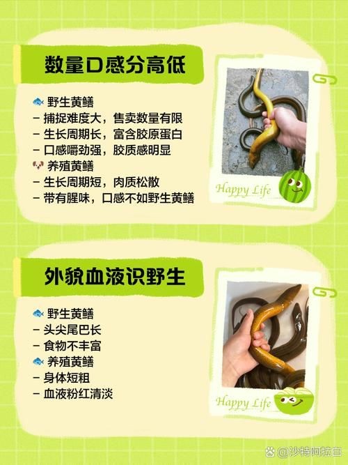 和尚魚和黃鱔圖片對(duì)比，和尚魚VS黃鱔高清圖鑒，外形