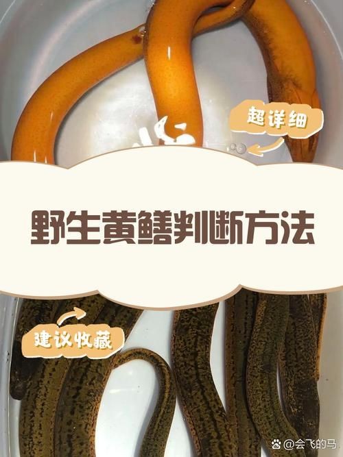 和尚魚和黃鱔圖片對(duì)比，和尚魚VS黃鱔高清圖鑒，外形