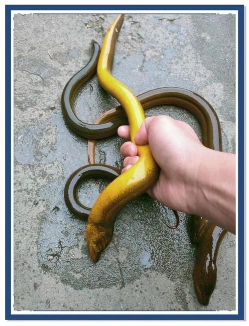 和尚魚和黃鱔圖片對(duì)比，和尚魚VS黃鱔高清圖鑒，外形