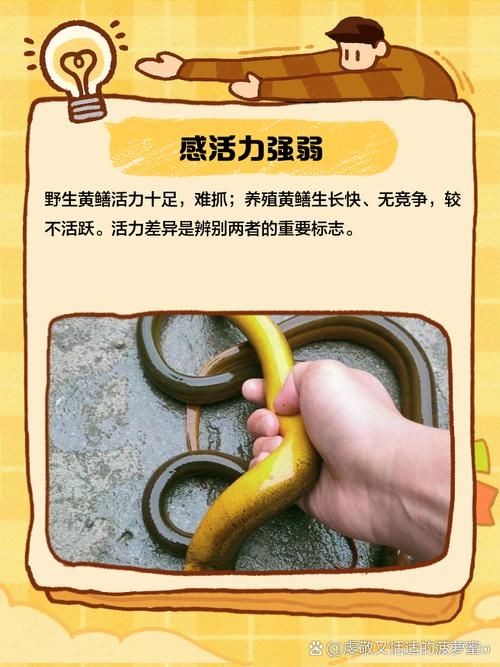 和尚魚和黃鱔圖片對(duì)比，和尚魚VS黃鱔高清圖鑒，外形