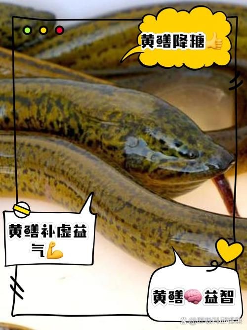 和尚魚和黃鱔圖片對(duì)比，和尚魚VS黃鱔高清圖鑒，外形