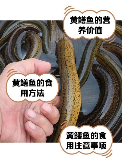和尚魚和黃鱔圖片對(duì)比，和尚魚VS黃鱔高清圖鑒，外形