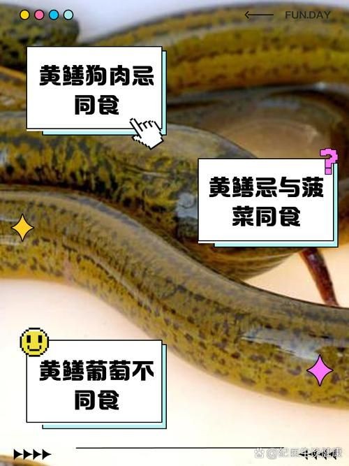 和尚魚和黃鱔圖片對(duì)比，和尚魚VS黃鱔高清圖鑒，外形