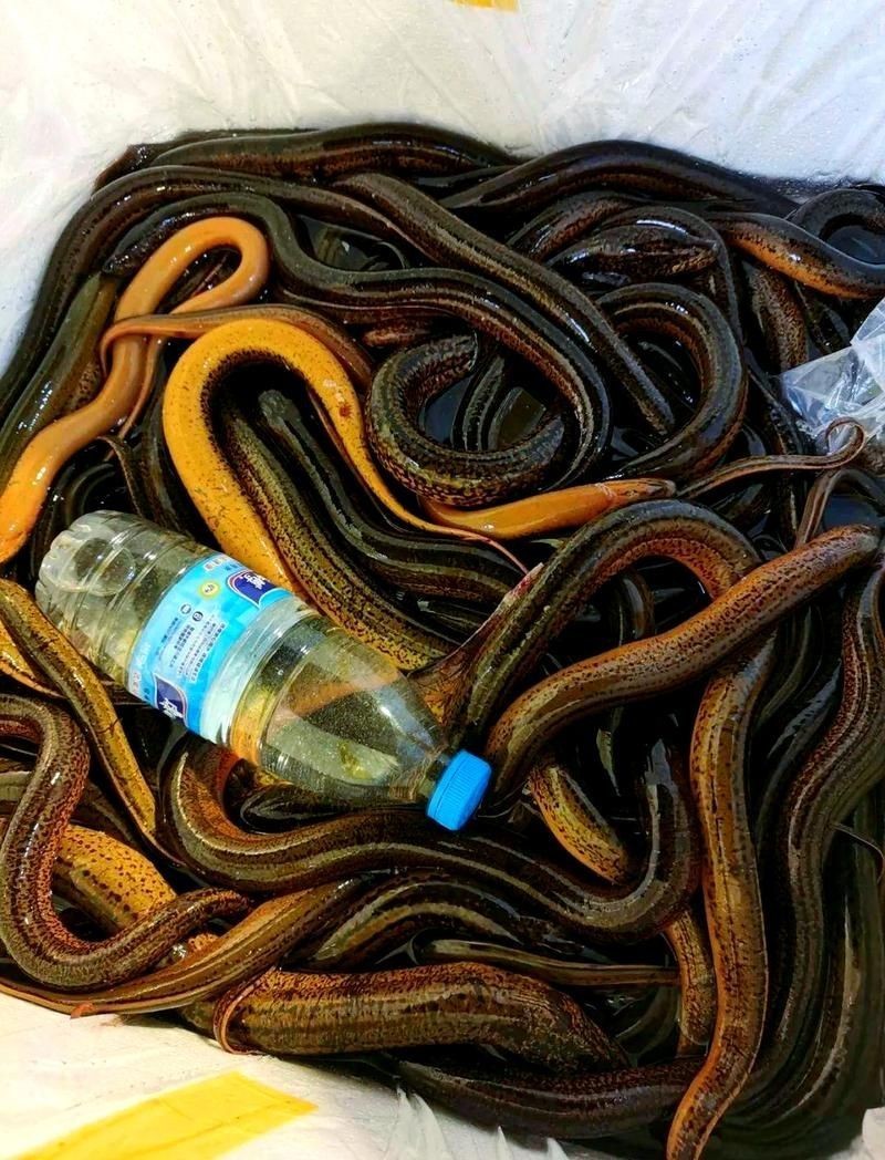 和尚魚和黃鱔圖片對(duì)比，和尚魚VS黃鱔高清圖鑒，外形