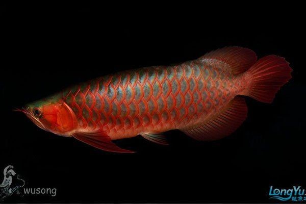 正宗綠皮紅龍魚，正宗綠皮紅龍魚，稀有觀賞魚中的璀璨