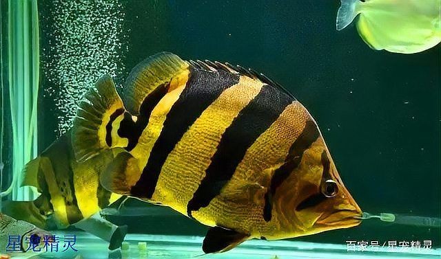 和興龍魚的老虎的來源和歷史背景，揭秘和興龍魚老虎的起源與