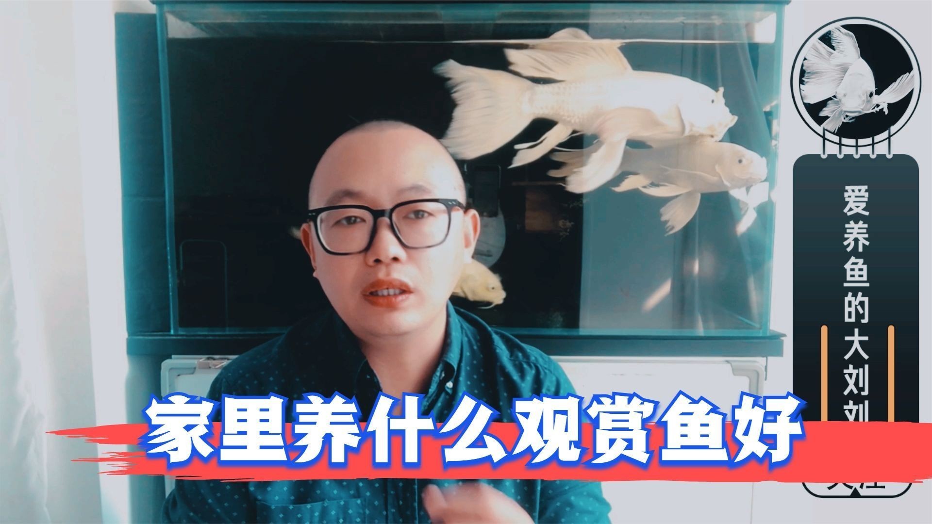 家里一般養(yǎng)什么魚最好，家庭養(yǎng)魚首選！盤點最適合新手飼養(yǎng)的10種