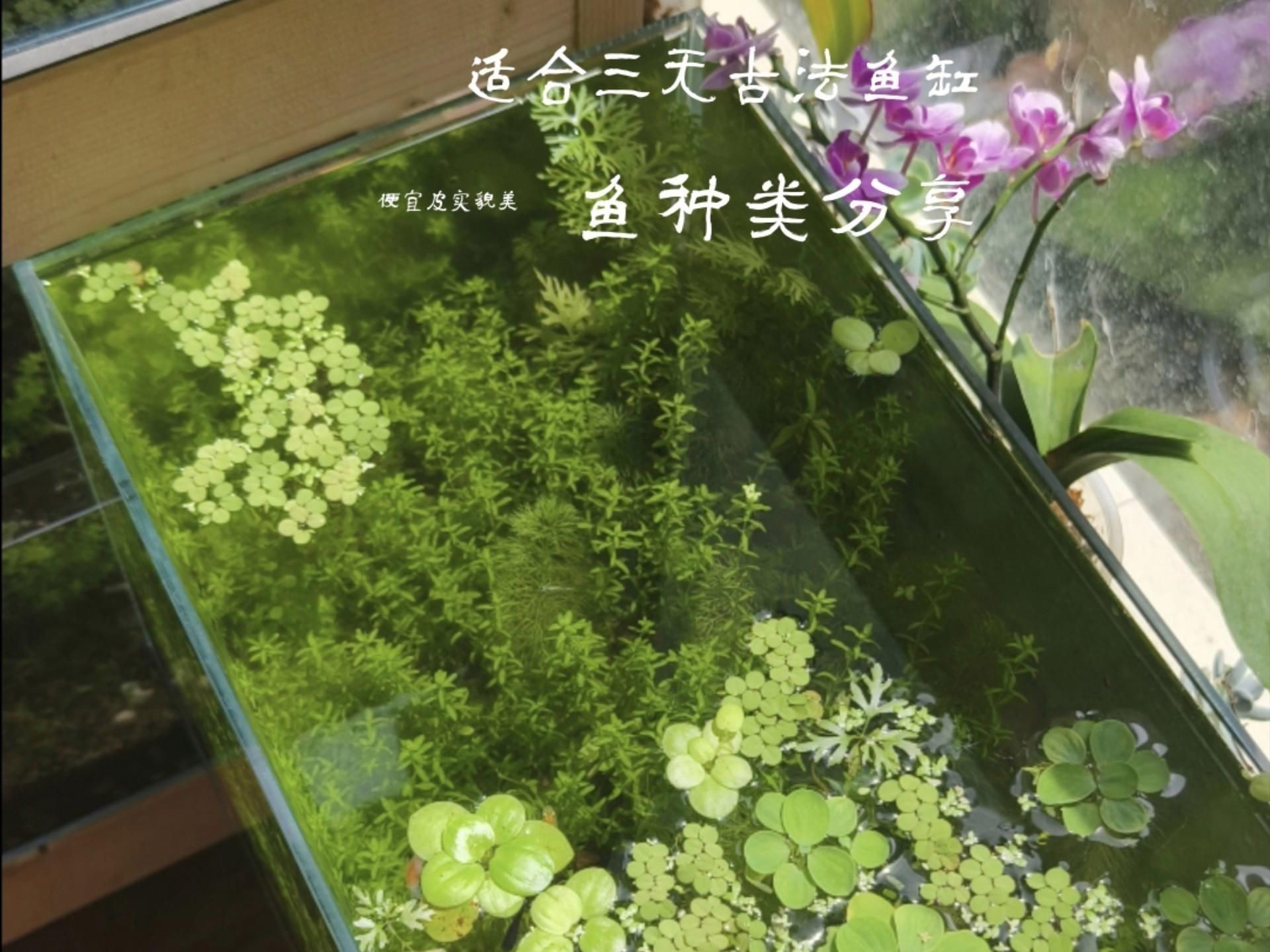 家里一般養(yǎng)什么魚最好，家庭養(yǎng)魚首選！盤點最適合新手飼養(yǎng)的10種