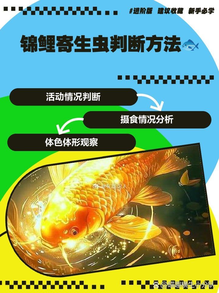 怎么判斷錦鯉有寄生蟲，錦鯉寄生蟲感染的五大典型 怎么判斷錦鯉有寄生蟲，錦鯉寄生蟲感染的五大典型 龍魚百科 第1張