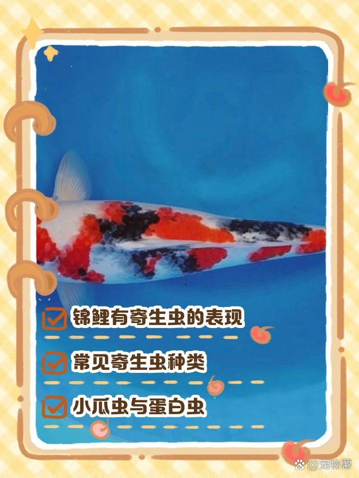 怎么判斷錦鯉有寄生蟲，錦鯉寄生蟲感染的五大典型 怎么判斷錦鯉有寄生蟲，錦鯉寄生蟲感染的五大典型 龍魚百科 第5張