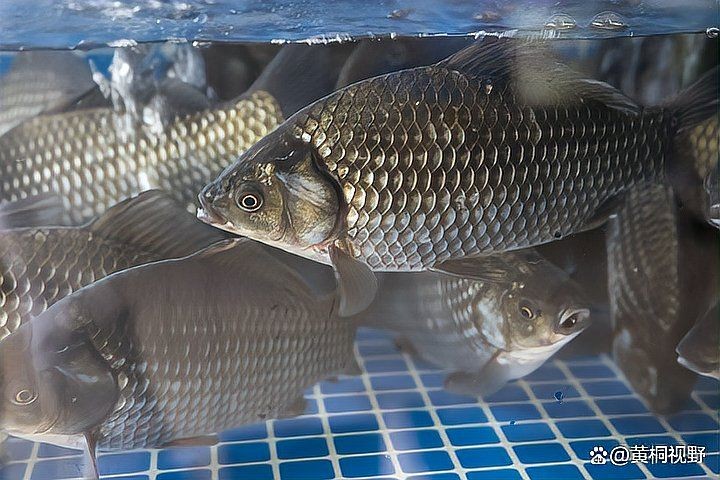 養什么魚三個月就可以賣，三月速成精選5種短周期高收益觀賞魚養殖