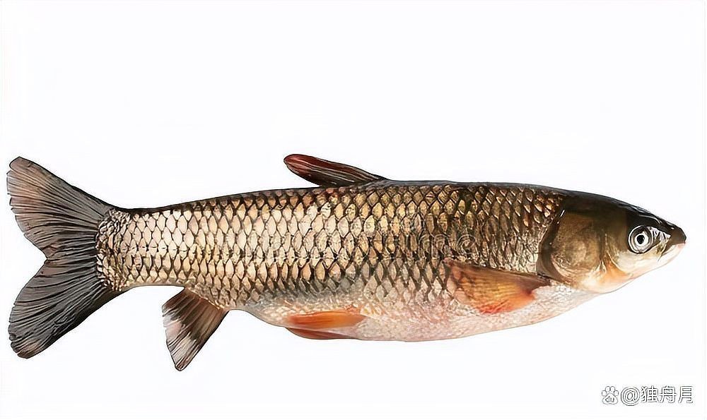 廣東魚類常見淡水魚，廣東常見淡水魚種類大盤點！
