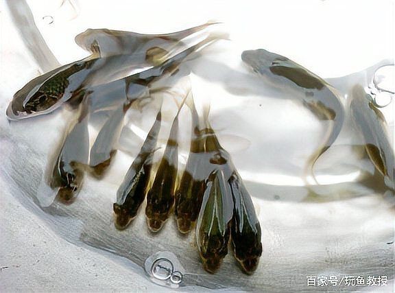 家里養(yǎng)曼龍魚不吉利原因，揭秘，家中飼養(yǎng)曼龍魚被視為不