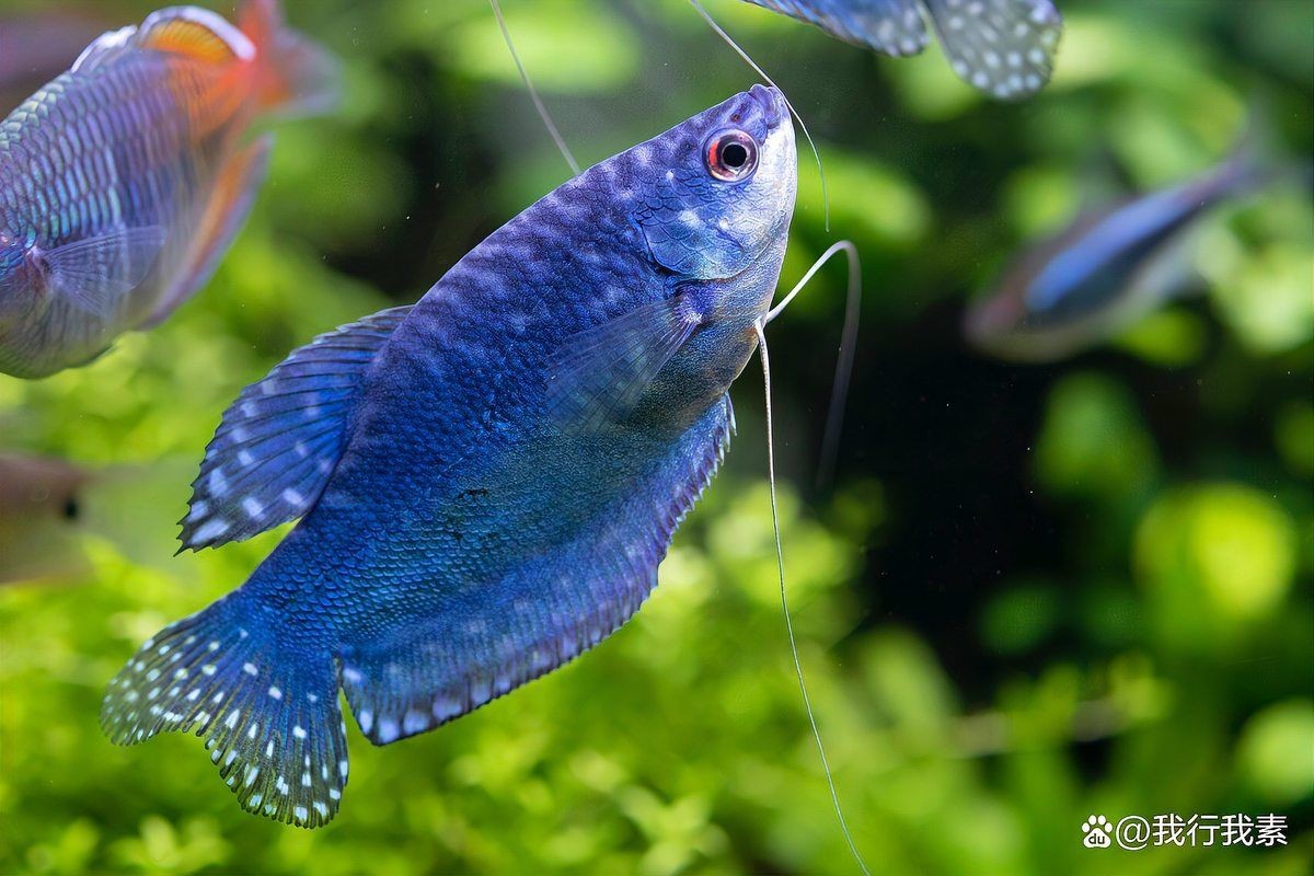 家里養(yǎng)曼龍魚不吉利原因，揭秘，家中飼養(yǎng)曼龍魚被視為不