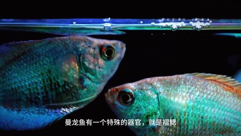 家里養(yǎng)曼龍魚不吉利原因，揭秘，家中飼養(yǎng)曼龍魚被視為不