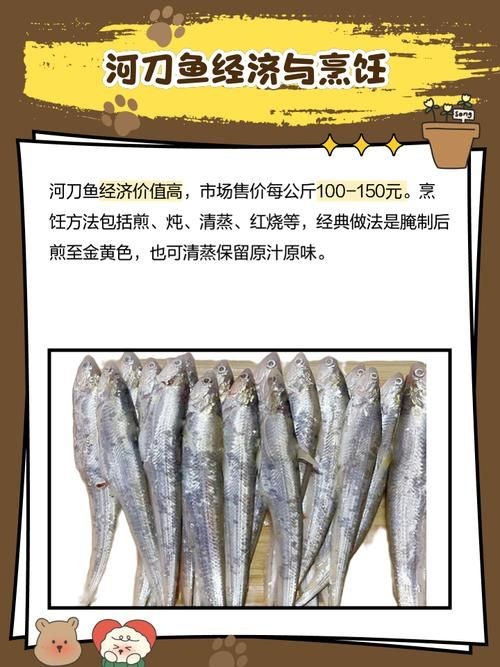 河劍魚圖片，高清精美河劍魚圖片大全，