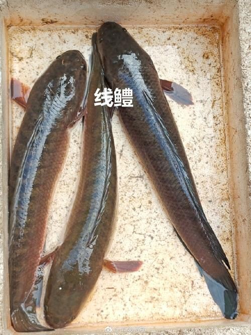 河劍魚圖片，高清精美河劍魚圖片大全，