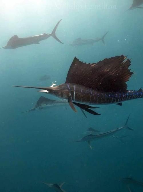 河劍魚(yú)圖片，高清精美河劍魚(yú)圖片大全，
