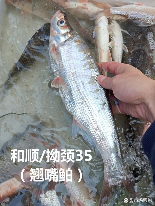 河劍魚圖片，高清精美河劍魚圖片大全，