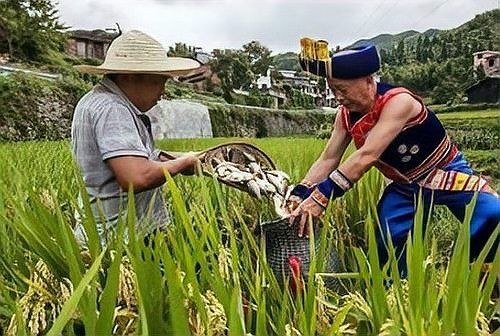 河劍魚圖片，高清精美河劍魚圖片大全，