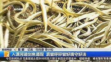河劍魚圖片，高清精美河劍魚圖片大全，