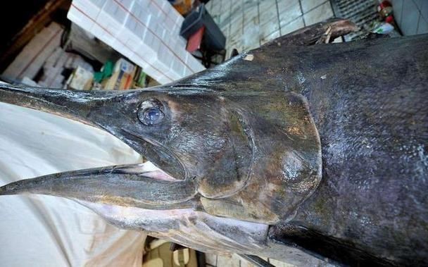 河劍魚圖片，高清精美河劍魚圖片大全，
