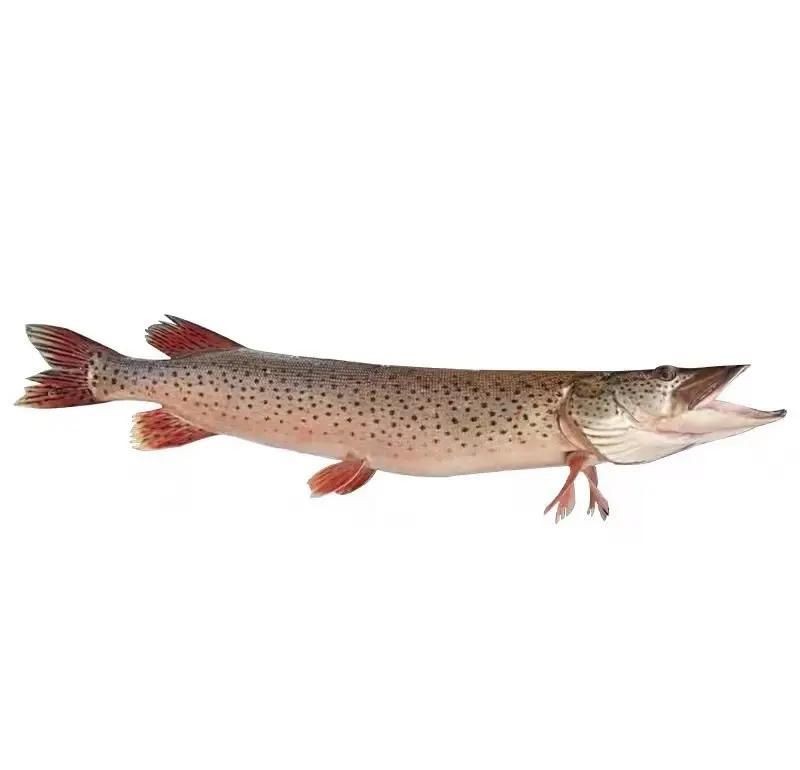 家常狗魚做法大全，家常美味輕松做！狗魚超全做法步驟詳解