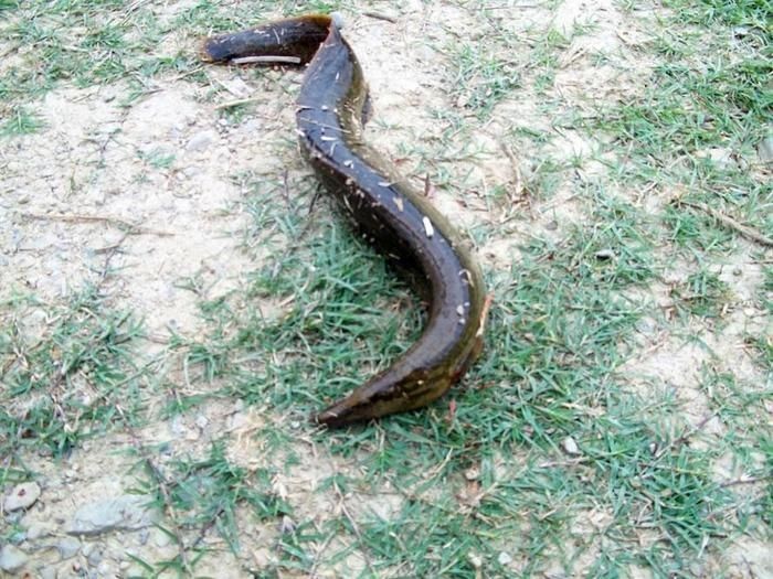 廣東鐮刀魚俗稱，廣東鐮刀魚的