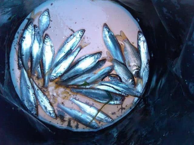 廣東鐮刀魚俗稱，廣東鐮刀魚的