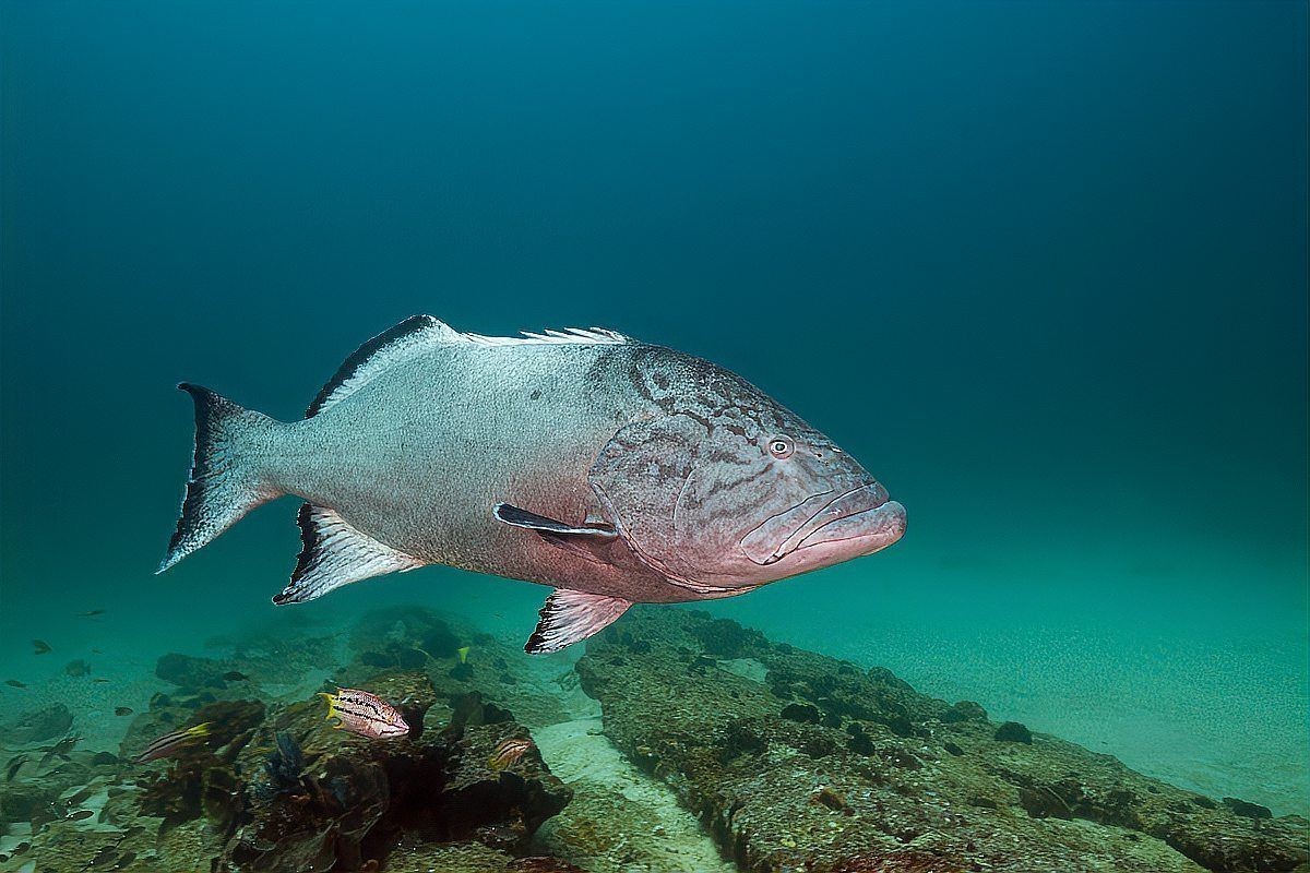廣東鐮刀魚俗稱，廣東鐮刀魚的