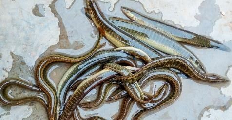 廣東鐮刀魚俗稱，廣東鐮刀魚的