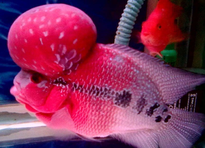 家里養一條羅漢魚<strong><mark>吉利</mark></strong>嗎，揭秘，家中飼養羅漢魚究竟能否