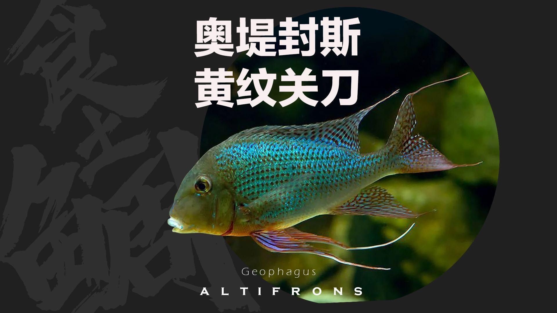 關刀魚品種大全 合集，關刀魚品種全解析，熱門觀賞